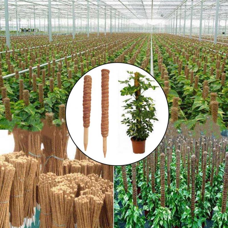 30/40/50 Cm Plant Klimmen Koko - Sphagnum Moss Dry recensie en prijs